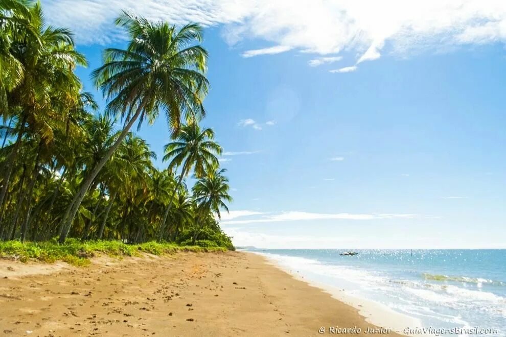 Картинки PNG Praia. Baile do coqueiro 5 speed up