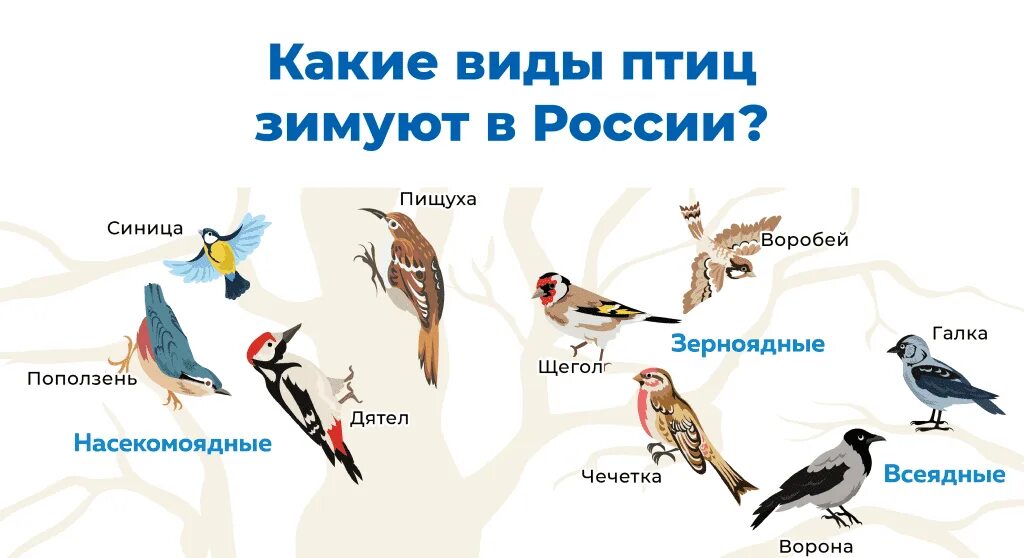 Птицы какой жанр. Городские зимующие птицы. птицы нашего края. зерноядные перелетные птицы.