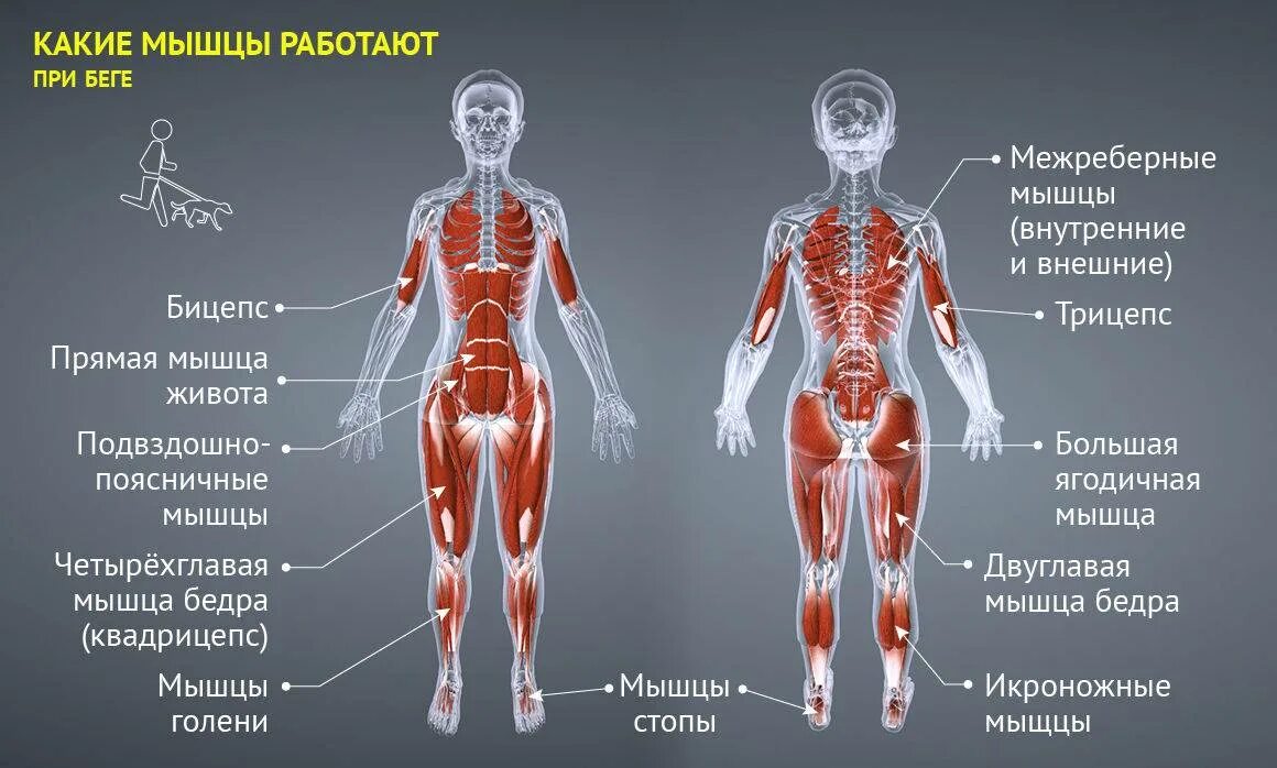 Активная мышца. Мышцы задействованные при скандинавской ходьбе. Мышцы при беге. Группы мышц при беге. Какие мышцы работают.