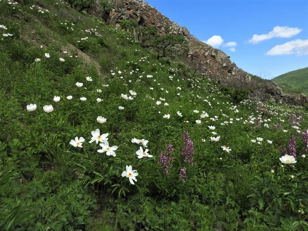 Цветы в балее. Природа забайкальского края чита. Балей природа фото. Площадь города борзя. «ландшафты даурии» (даурский заповедник).