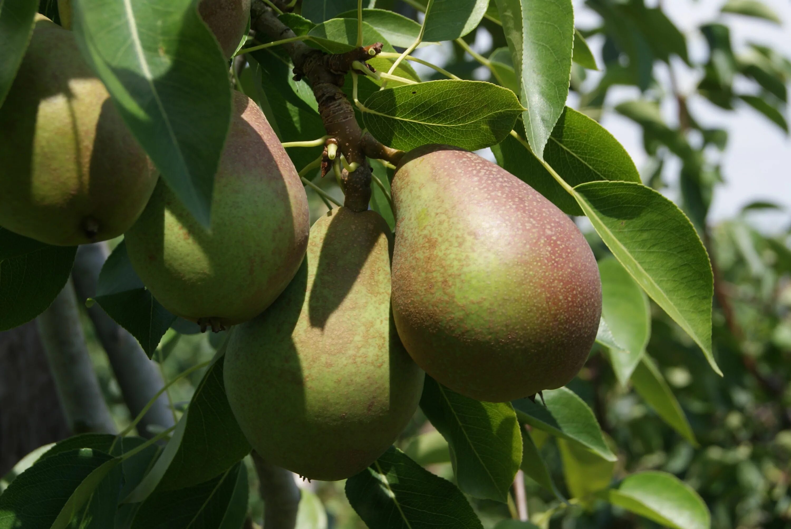 Груша декора описание сорта фото отзывы. Груша "Чижовская" Pyrus communis. Груша колоновидная медовая. Груша колоновидная сапфира. Груша колоновидная сорт сапфира.