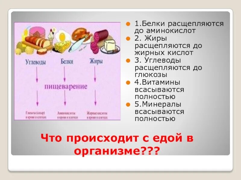 Белков жиров углеводов а также. На что расщепляются белки жиры и углеводы. Белок расщепляется на жиры и углеводы. Белки жиры углеводы в организме человека.