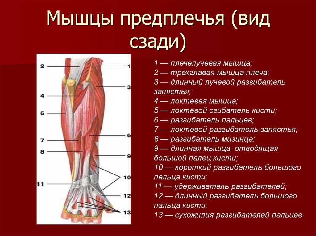 В состав мышцы входит. Мышцы предплечья вид сзади. Мышцы предплечья анатомия задняя группа. Мышцы предплечья анатомия сзади. Мышцы плеча предплечья кисти.