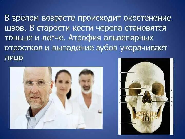 Усыхание костей черепа с возрастом. Изменение костей черепа с возрастом. Старение костей черепа. Признак возрастных изменений костей