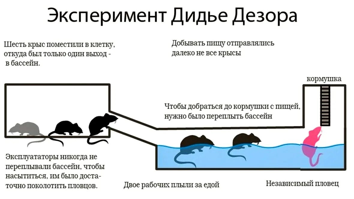 Эксперимент Дидье Дезора с крысами. Иерархия крыс. Иерархия крыс эксперимент. Поведение крыс.