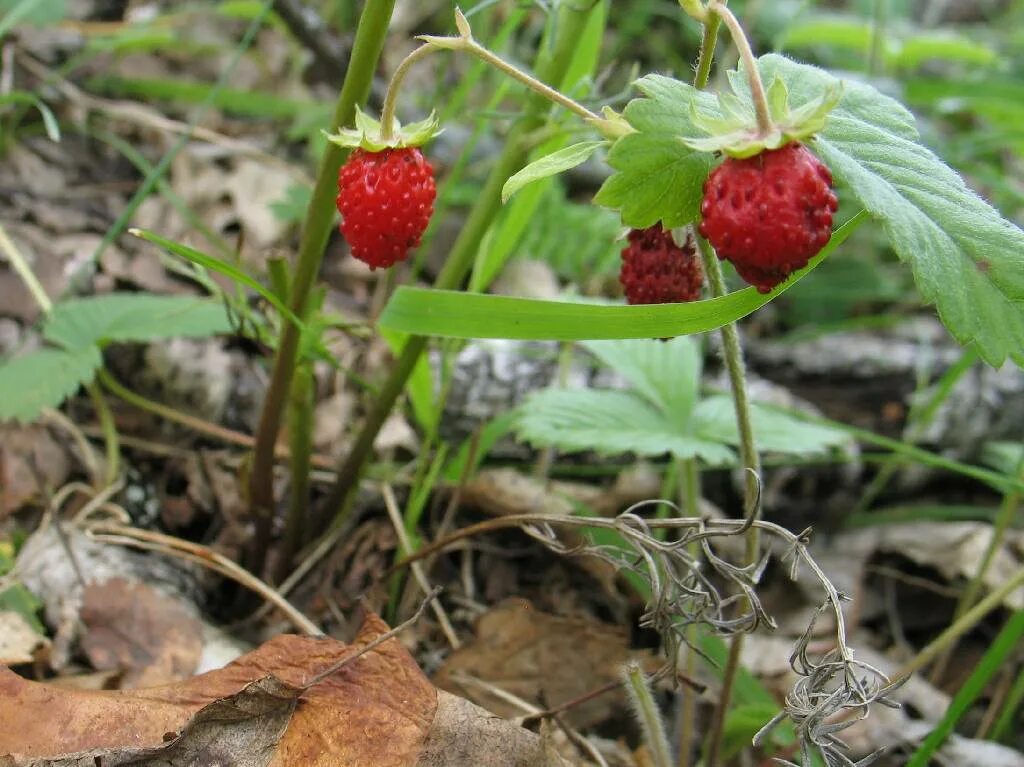 клубника славутич. поземка земляника. земляника садовая кустик. княженика в тайге. земляника лесная кустарник.