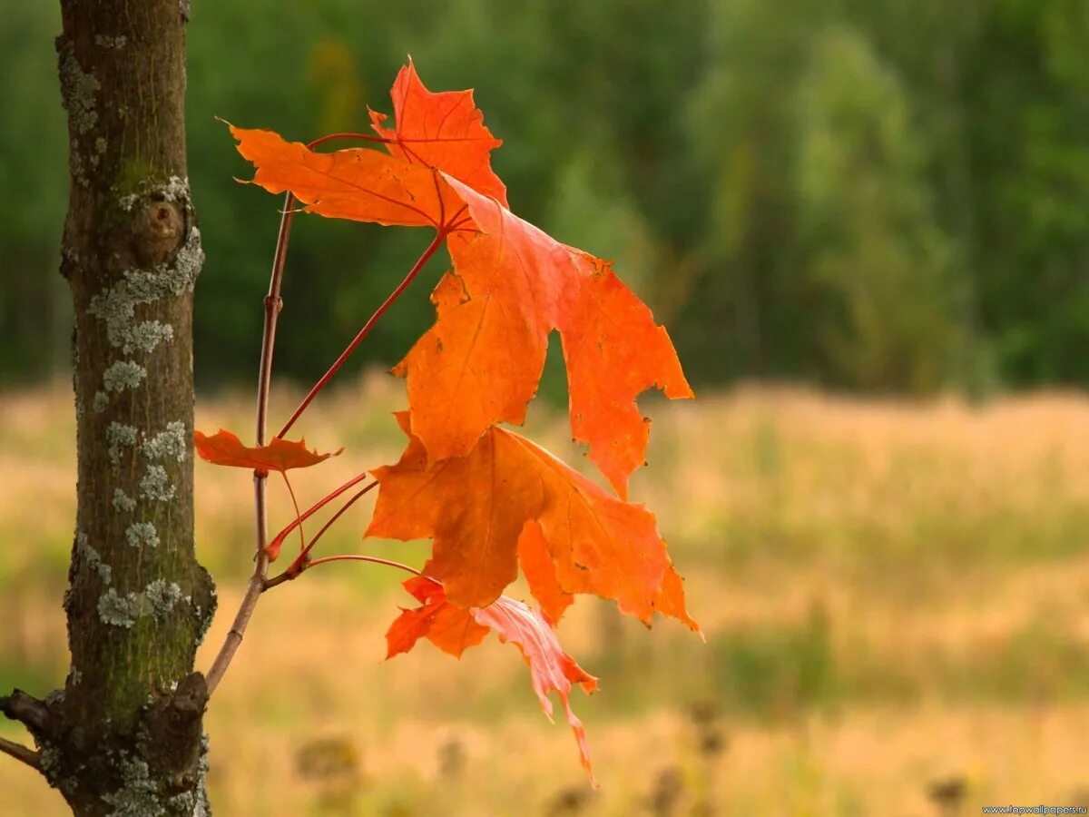 Осенние листья. Осенние листья на ветру. Кленовый лист. Осень дождь. Словно листья на ветру