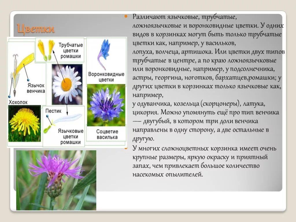 Значение астровых