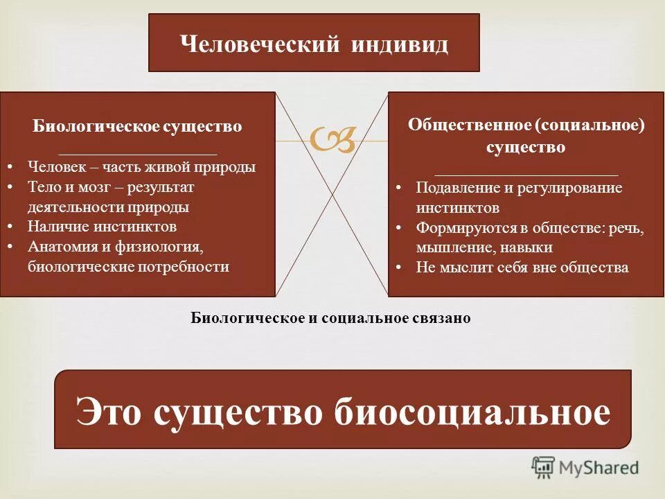 Биологическое и социальное в человеке. Человек это социально биологическое существо. Человек биосоциальное существо. Человеческий индивид биологическое существо социальное существо.