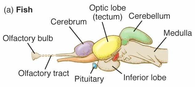 Brain fish. Головной мозг рыбы. Мозг рыбы строение. Строение головного мозга рыбы. Fish Brain structure.