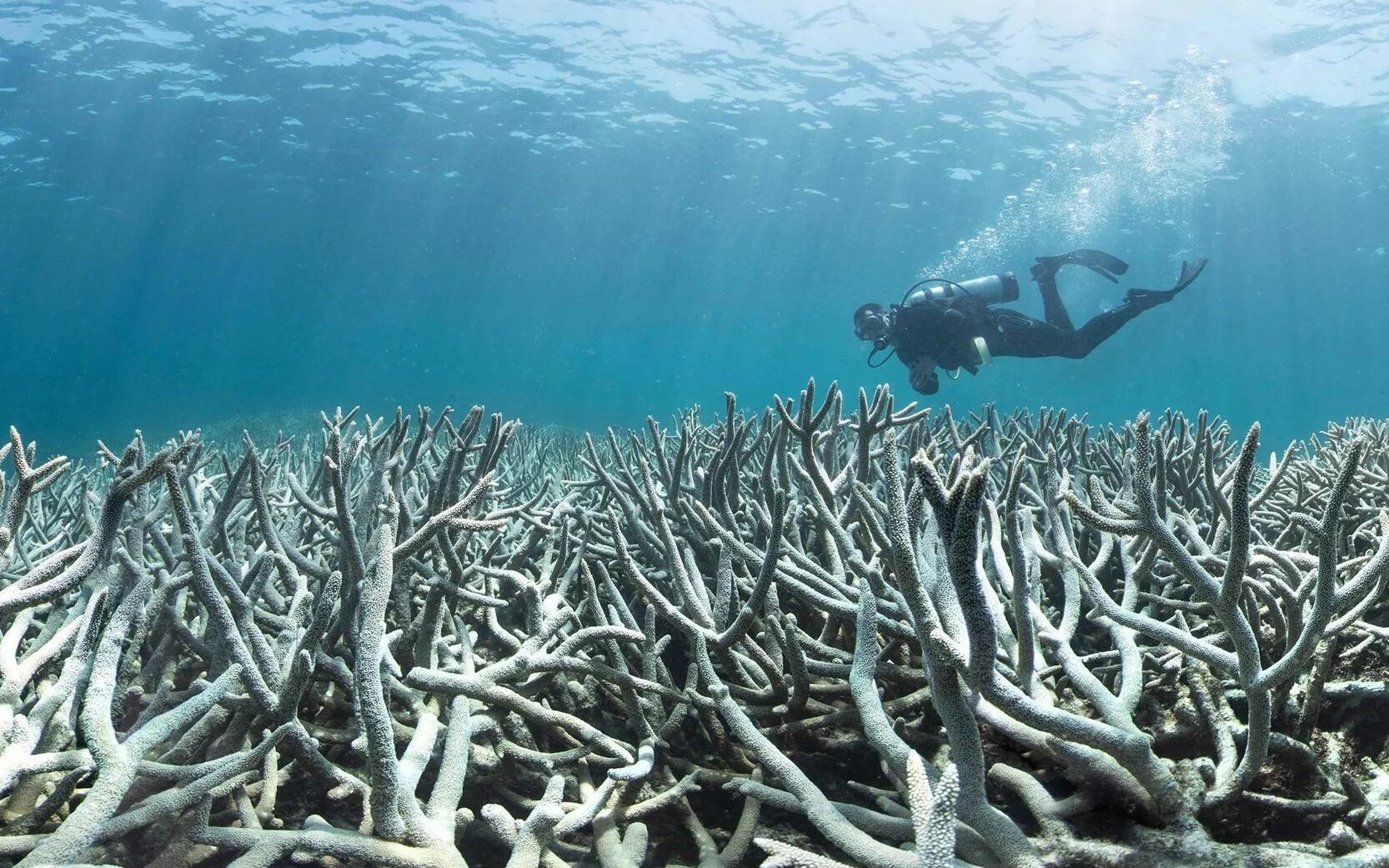 Симбиоз щуки. Колоссальный большой Барьерный риф. Damaged Coral Reefs. Heron Island great Barrier Reef Beach. No Bleaching Ocean.