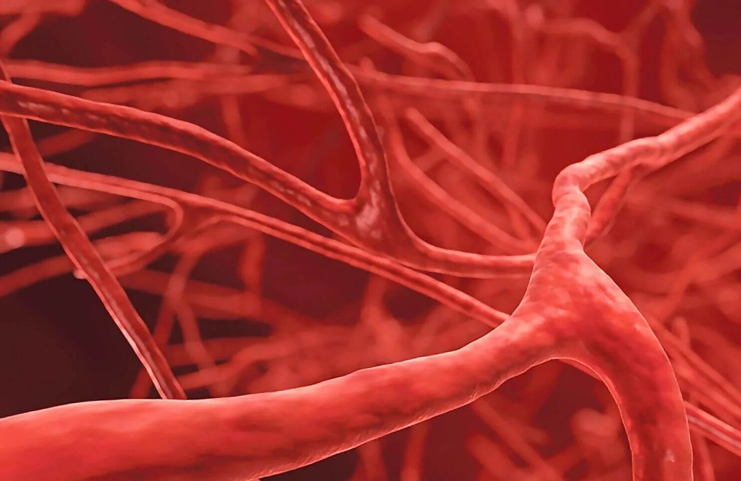 Пронизан кровеносными капиллярами. Васкулит микрососудистого русла. Кровеносная система капилляры. Узелковый полиартериит.