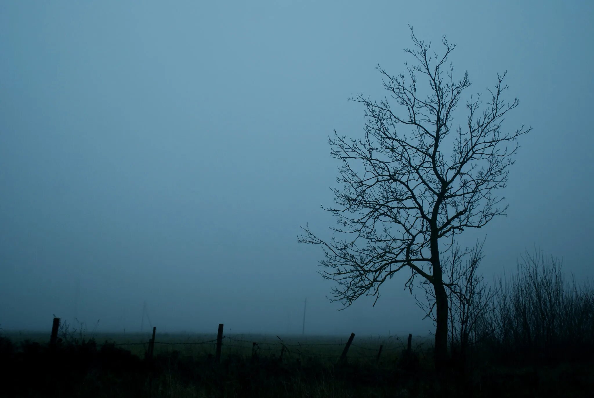 Ветвь туманного дерева. Ветки в тумане. Ветви деревьев в тумане. Ветви деревьев ночью туман. Луна ветки туман.