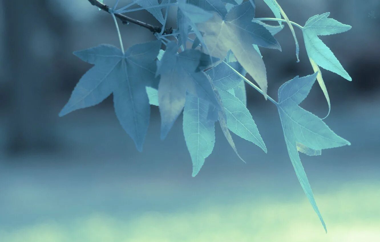 Осень делала дали нежно голубыми огэ. Листья фон. Бирюзовые листья. Голубой лист. Синий фон с листьями.