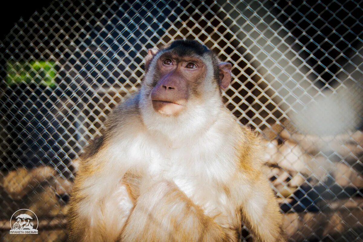 Зоопарк обезьян калужское шоссе. Планета обезьян зоопарк. Парк Планета обезьян на Калужском шоссе. Планета обезьян зоопарк Калужское. Планета обезьян красная Пахра.