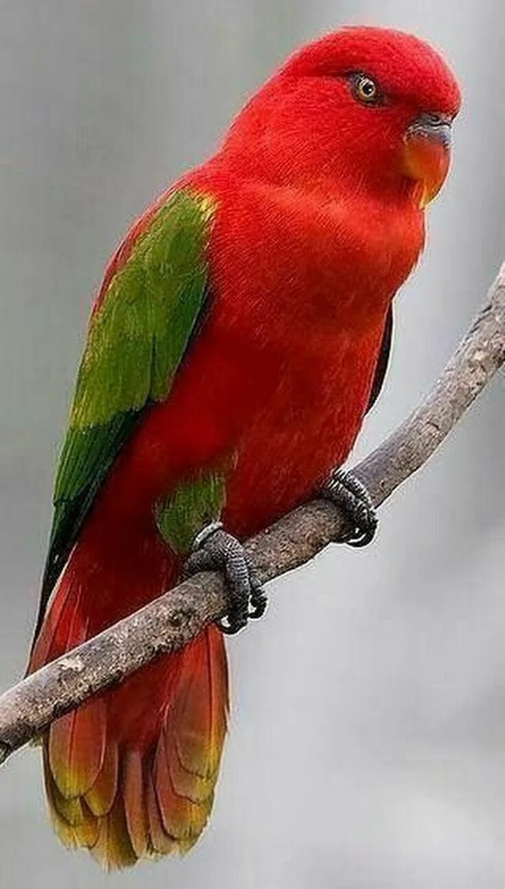 Red parrot