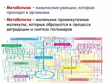 Какие химические реакции в организме человека