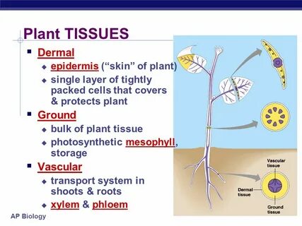 Skin plants