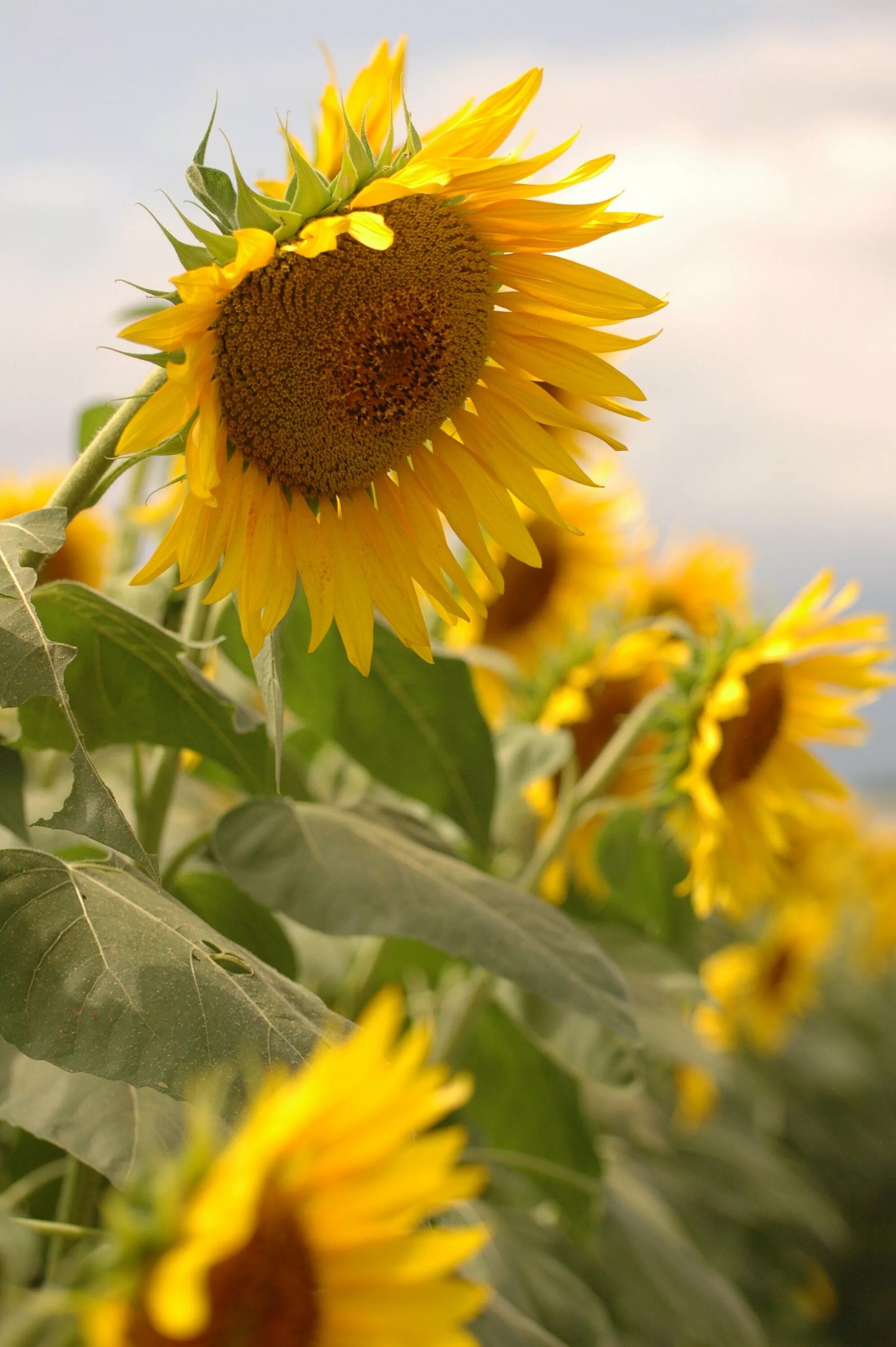 Подсолнух против. Подсолнух pvz garden warfare. Подсолнух многолетний пржевальского. Подсолнух pvz 1. Подсолнух pvz gw.