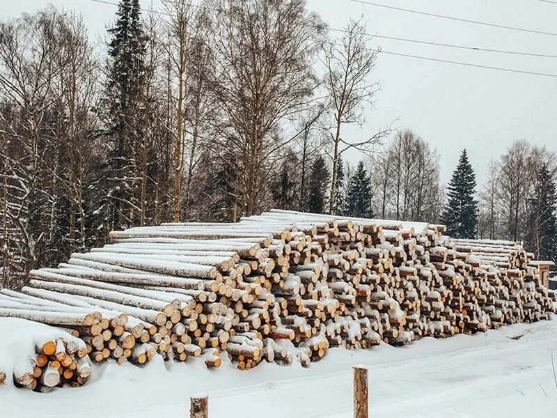 Баланс хвойный