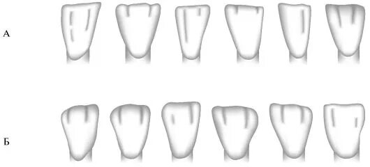 Зубы и их формы. Зубы человека классификация. Зубы и их формы. Группы зубов и их функции. 1 премоляр нижней челюсти анатомия.