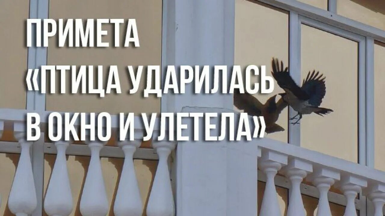 Птица стукнулась в окно примета. Примета птица ударилась в окно. Примета если птица ударилась в окно. Птица стукнулась об окно примета. Птица ударилась в окно и улетела примета.