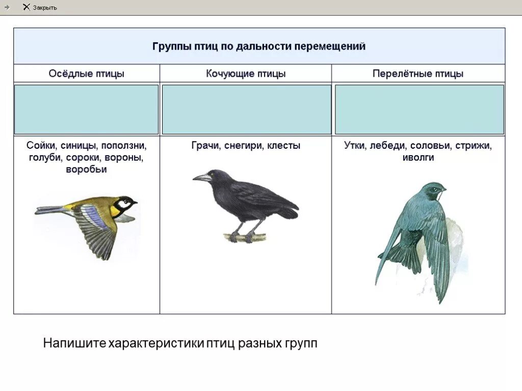 Группы птиц. Характеристика группы птиц. Класс птицы Тип.