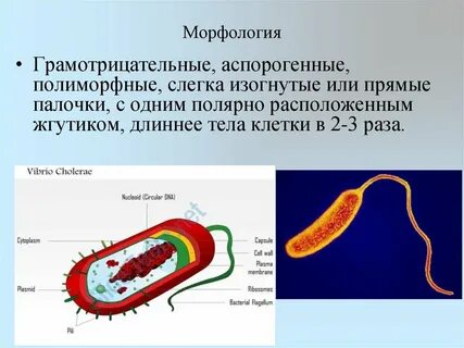 Строение возбудителя