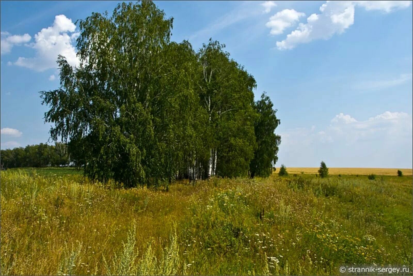 Калужские и тульские перелески. Березовые перелески. Березовый перелесок. Березы на Холме. Небольшая роща в поле.