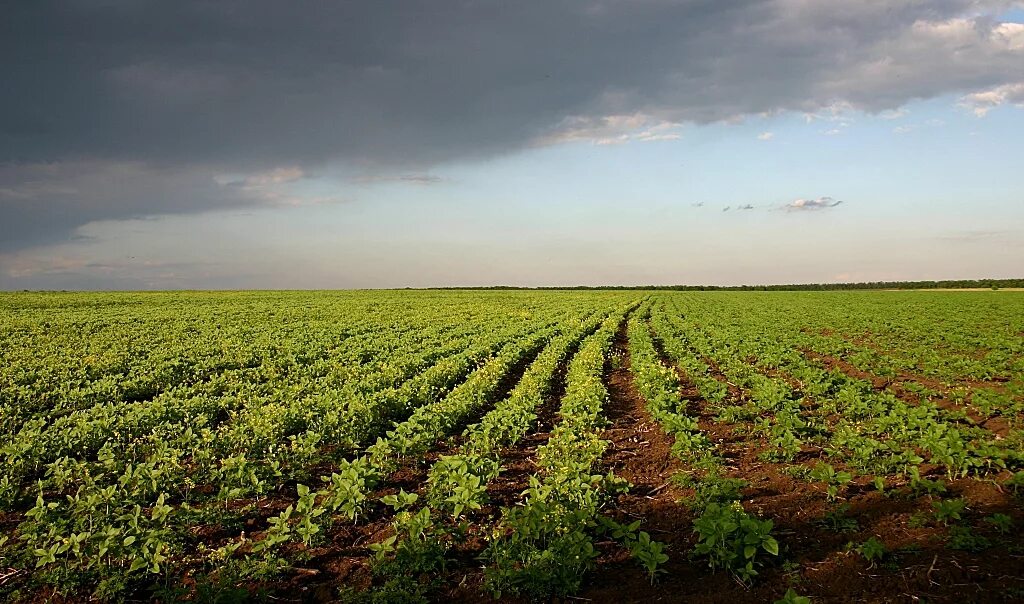 почвенно растительные ресурсы. сельскохозяйственный ландшафт. земля почва. почвенно растительные ресурсы. среднесибирская тайга.