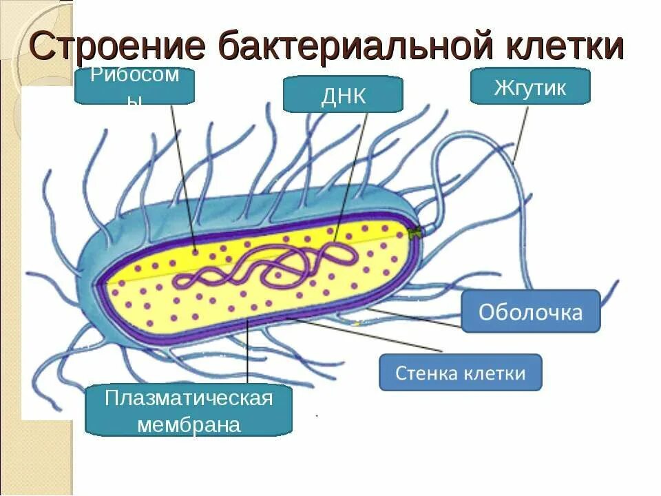 Прокариоты представлены. Строение бактериальной клетки рисунок. Модель строения бактерии. Клетка бактерии рисунок и структура. Общая схема строения бактериальной клетки.