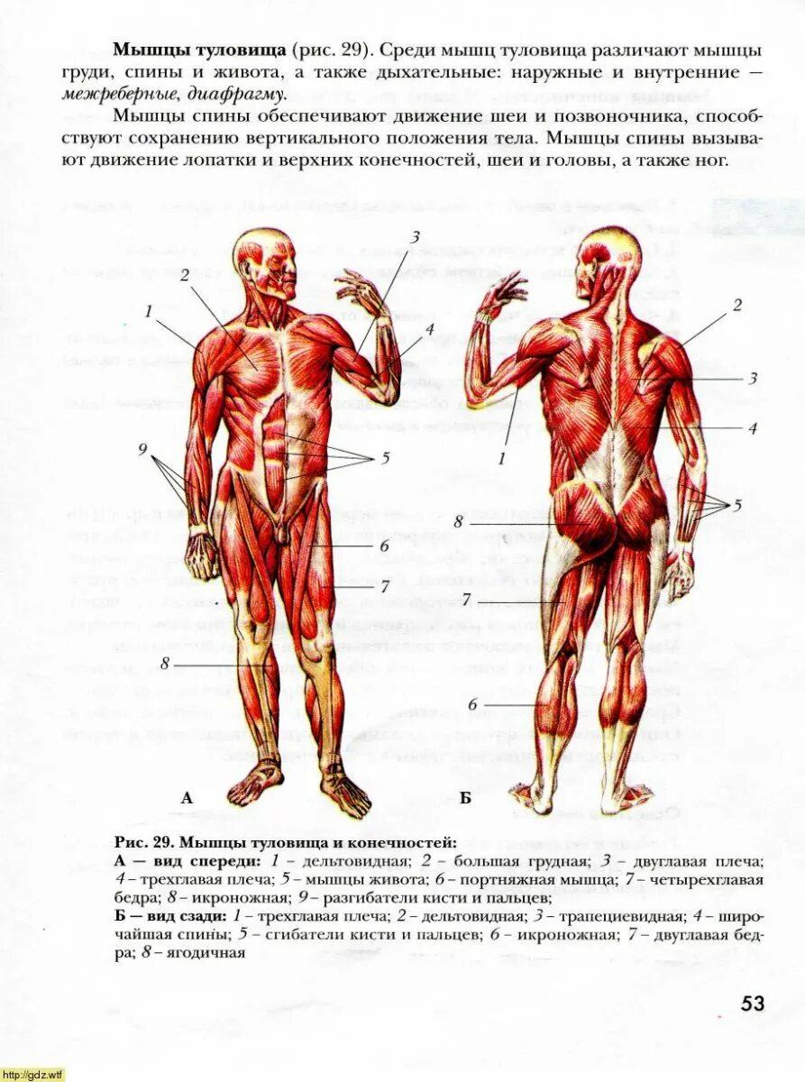 Класс мышцы. Мышцы туловища и конечностей 8 класс. Мышцы туловища и конечностей рисунок с подписями сзади. Мышцы туловища схема. Мышцы тела человека 8 класс биология.