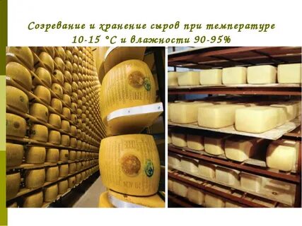 Сколько зреет сыр