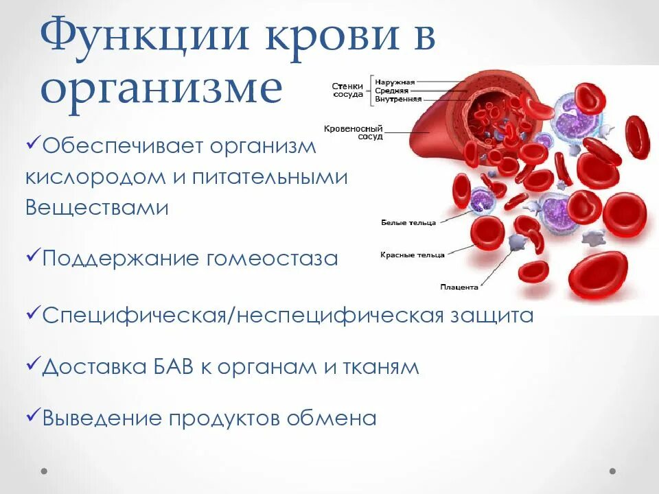 Глотать кровь можно. Симптомы характерные для болезней системы крови. Симптомы заболевания органов кроветворения. Болезни крови и кроветворных органов. Болезни системы кроветворения.