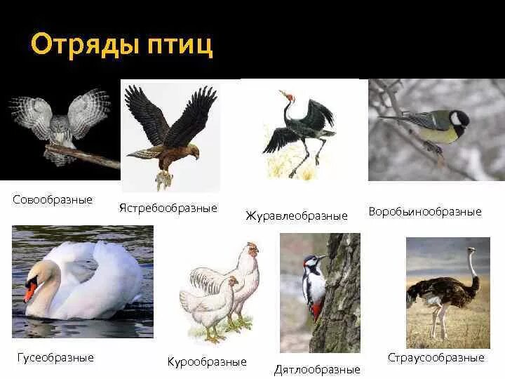 Птицы отряды