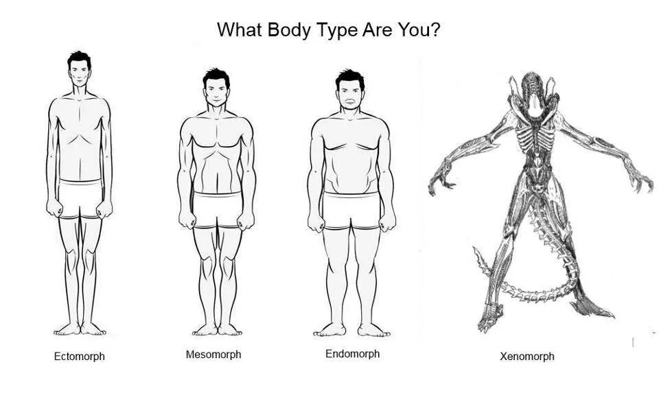 Типы телосложения эктоморф мезоморф эндоморф. Метаморф мезоморф эктоморф. Эктоморф мезоморф Ксеноморф. Смешанный Тип телосложения эктоморф-мезоморф. Кто такой эктоморф и мезоморф
