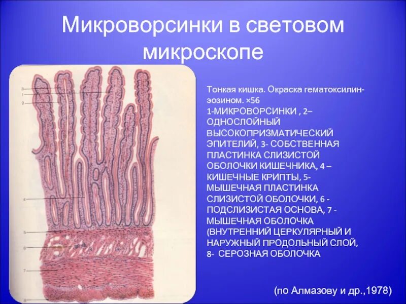 Микроворсинки гистология. Микроворсинка строение гистология. микроворсинки световая микроскопия. микроворсинки тонкого кишечника гистология. микроворсинки эпителия кишечника.