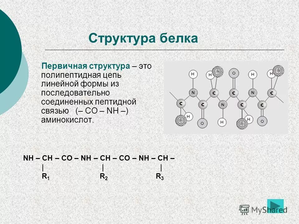 Полипептидная связь белка. Структуры белка полипептидная цепь. Первичная структура белка представляет собой полипептидную цепь. Форма первичной структуры белка. Первичная структура.