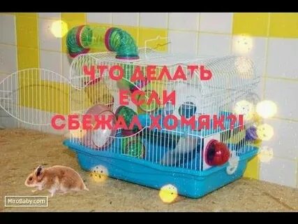 Как найти убежавшего хомяка