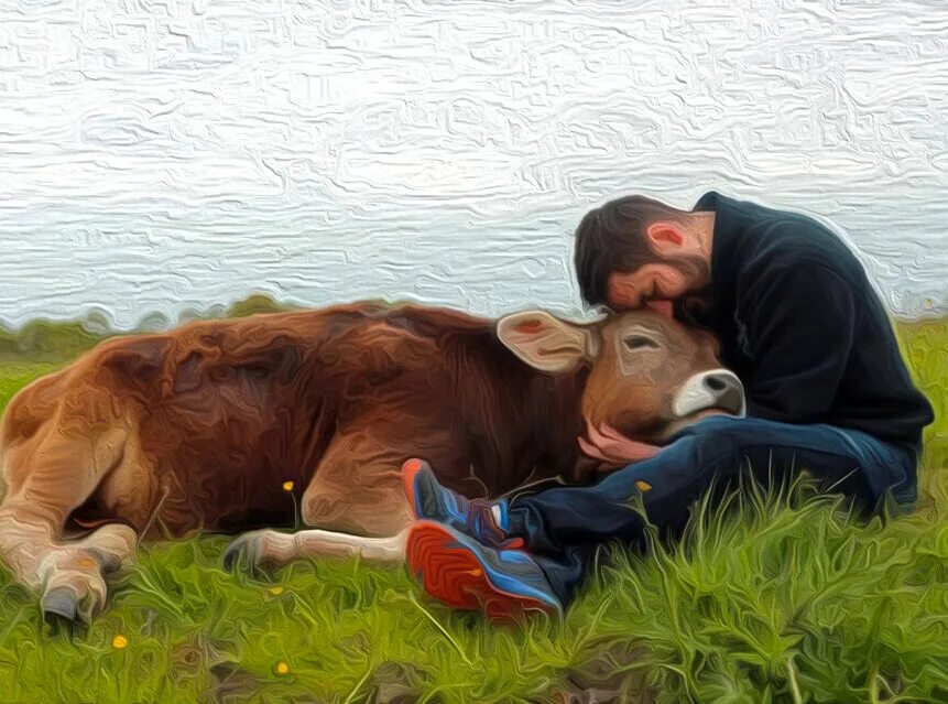 Корова и человек. Обнимает корову. Теленок и человек. Человек обнимает корову. Веган животное