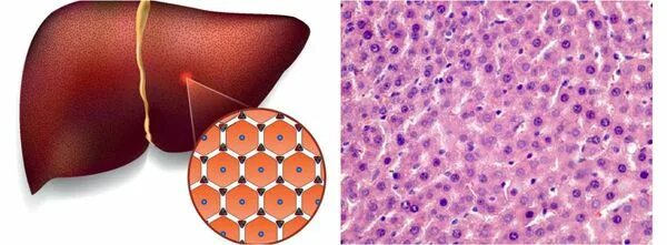 Повреждение клеток печени. Клетки печени гепатоциты. Печеночная клетка гепатоцит. Печеночные клетки гепатоциты. Многоядерные клетки печени.