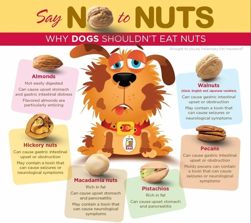 Dogs eat перевод на русский. Инфографика собаки. Инфографика домашние животные. Dogs Nuts. Pet infograph.