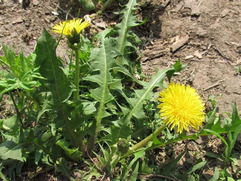 Одуванчик лекарственный – Taraxacum officinale. Лист Taraxacum officinale. Taráxacum officinále - одуванчик обыкновенный[. Одуванчик Бессарабский. Лечение цветками одуванчика