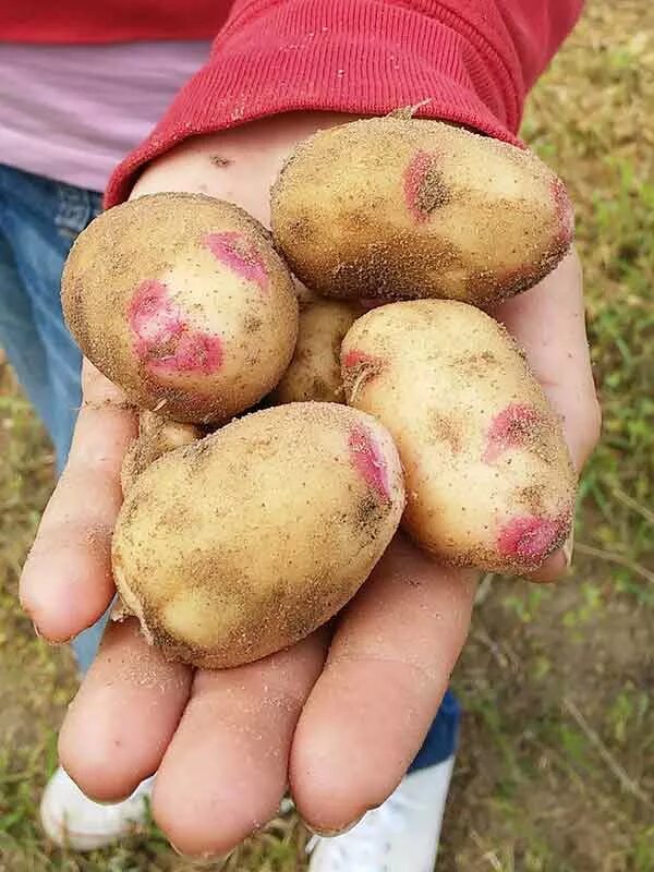 Синеглазка - среднеспелый любительский сорт картофеля (Solanum tuberosum), вывед