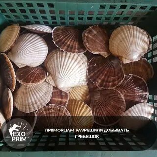 Как растут гребешки