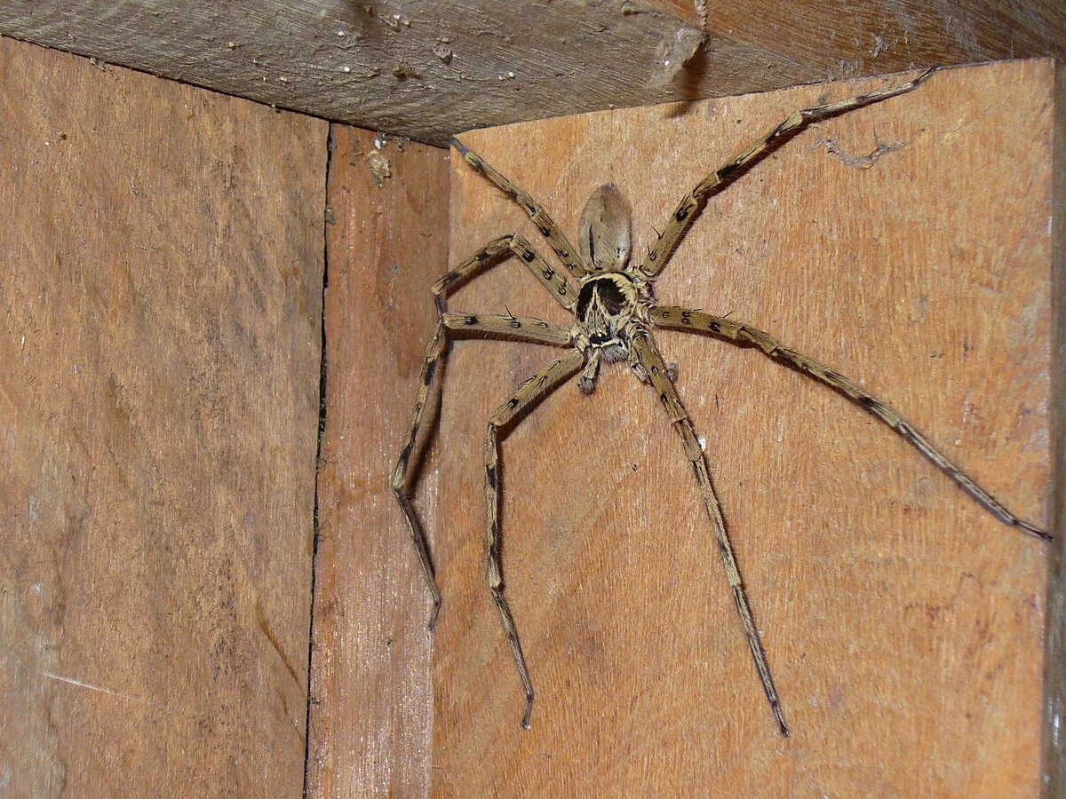 Пауки шри ланки. Паук-охотник heteropoda maxima. Тарантул сенокосец. Heteropoda venatoria паук. Паук Хантсмен Австралии.