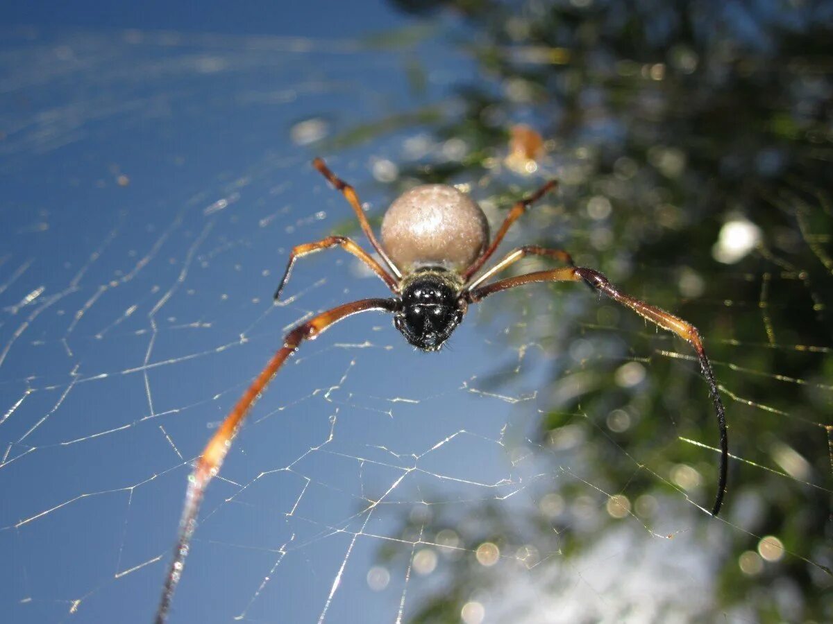 Включи нового паука. Лесной паук крестовик. Садовый паук (Araneus diadematus. Паук стеатода паутина. Крестовик обыкновенный.