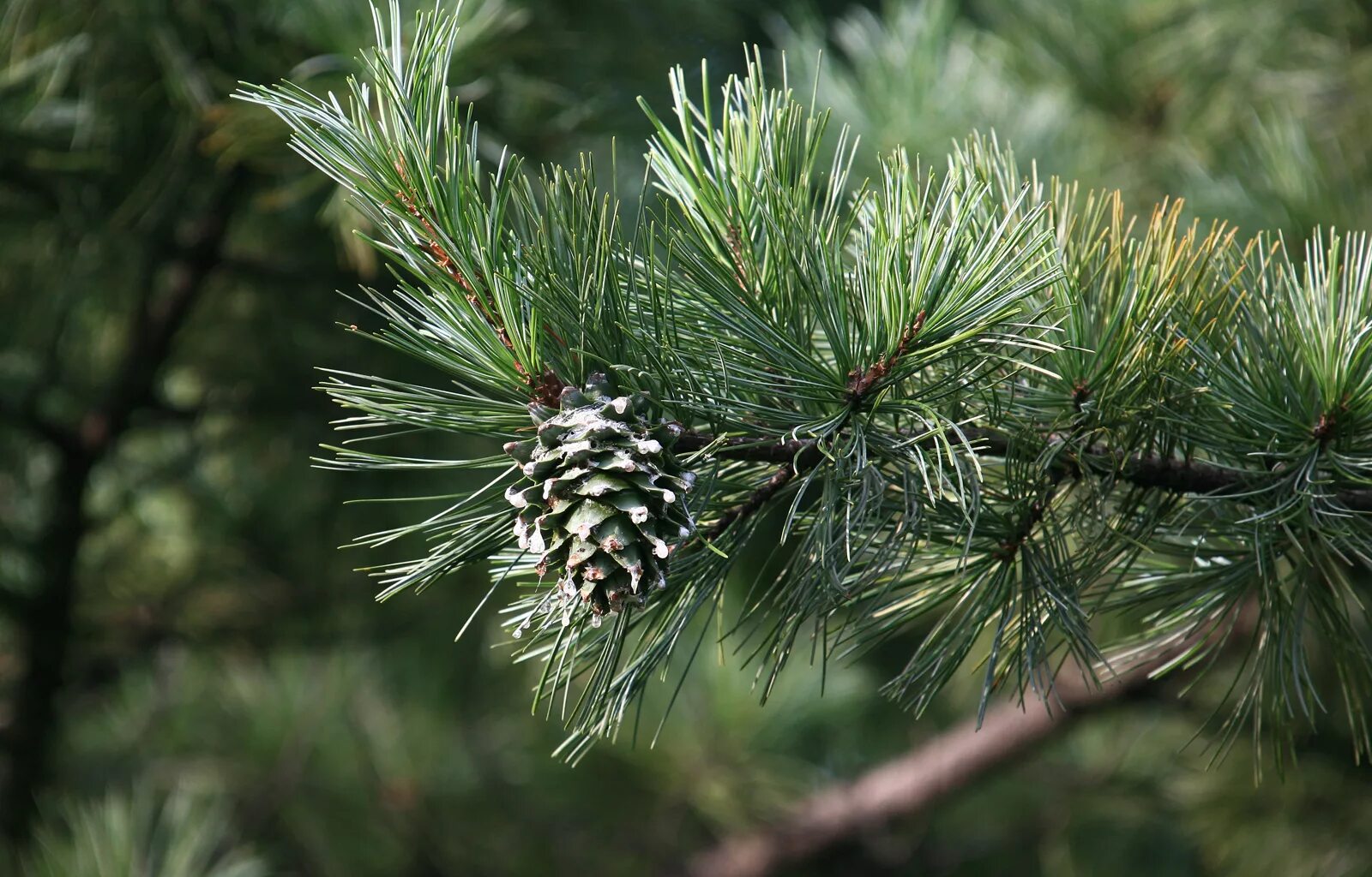 Кедр хвойная порода. Кедр корейский Pinus koraiensis. Кедр Дальневосточный (Pinus koraiensis). Сосна Кедровая корейская (Pinus koraiensis). Кедр маньчжурский.