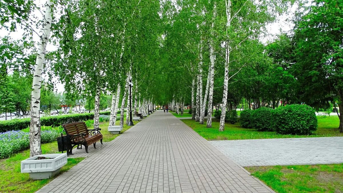березы городские. зелёная роща санаторий уфа парк. берёзовая роща парк новосибирск. парк березовая роща великий новгород. березовая роща кемерово.