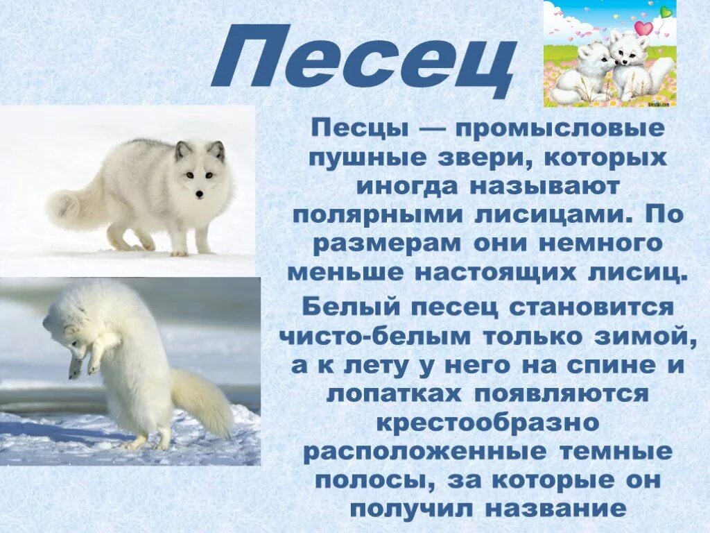 Рассказ о Песце. Песец рассказ для детей. Песец доклад. Информация о животных Арктики.